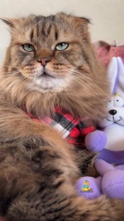 Какие вкусняшки вы любите?😻 #кот #котики #милота
