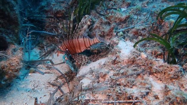 A Pterois miles removal смотреть онлайн