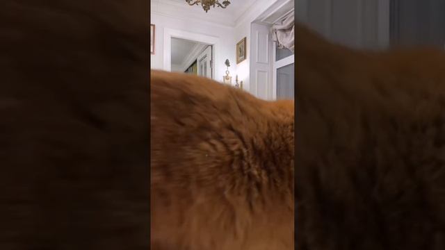 Самвел делится эмоциями после спектакля#самвеладамян