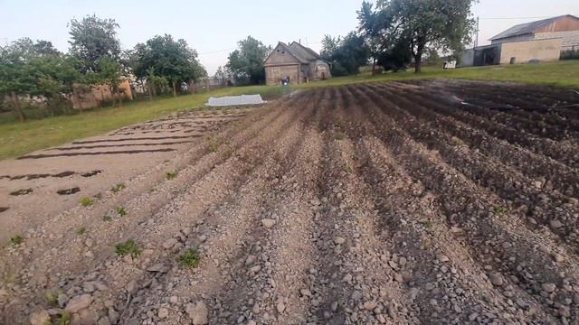 Автополив огорода своими руками! Импульсный дождеватель в работе