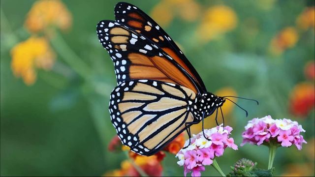 Звуки Бабочки, Шелест и Порхание Крыльев смотреть онлайн