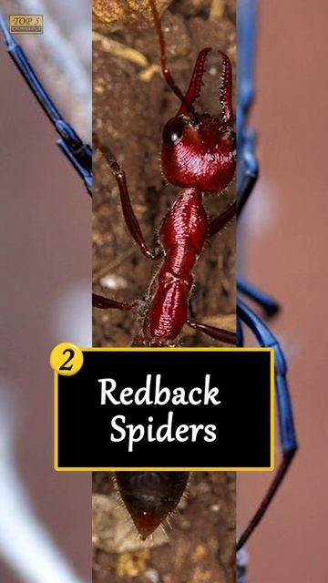 TOP 5 MOST DANGEROUS INSECTS IN THE WORLD смотреть онлайн