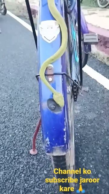 bamboo pit viper viral snake trending shortsvideo venomoussnakes