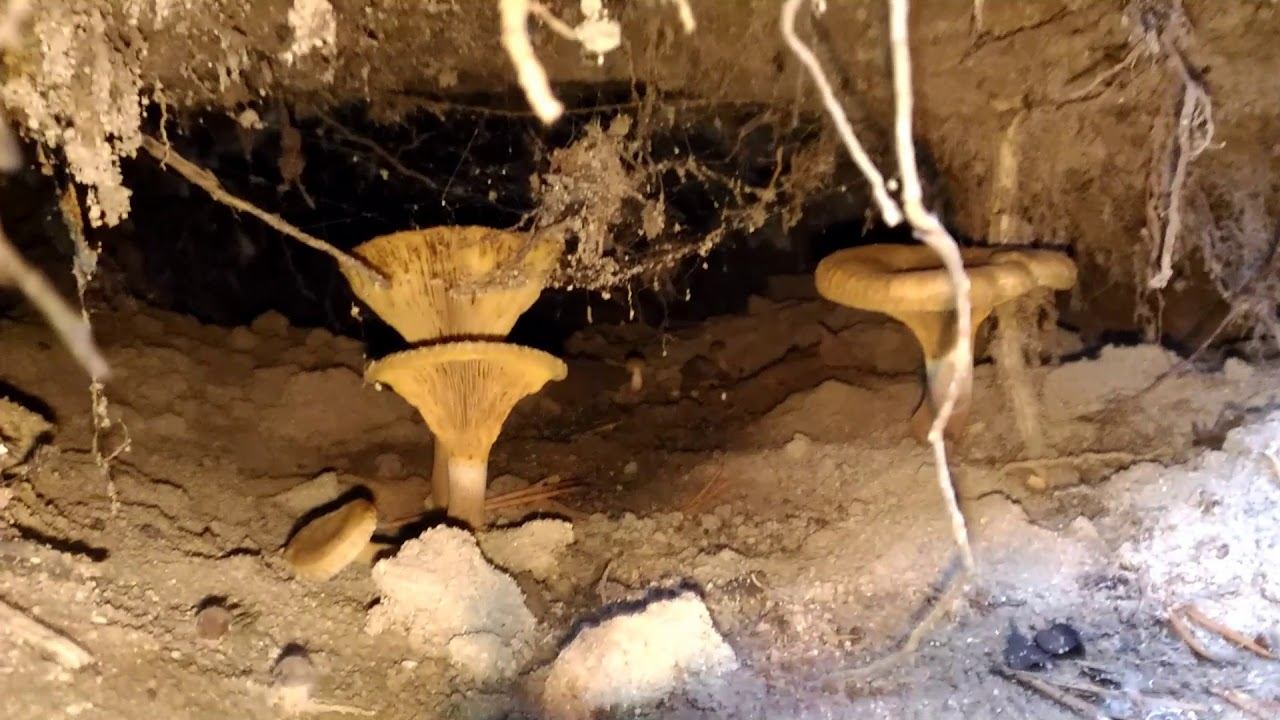 Это не нора, а грибная пещера в окрестностях Твери смотреть онлайн