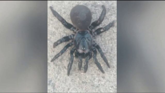 Peligrosa Araña Atrax Robustus смотреть онлайн