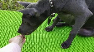 Дрессировка Тайского риджбека 4 мес