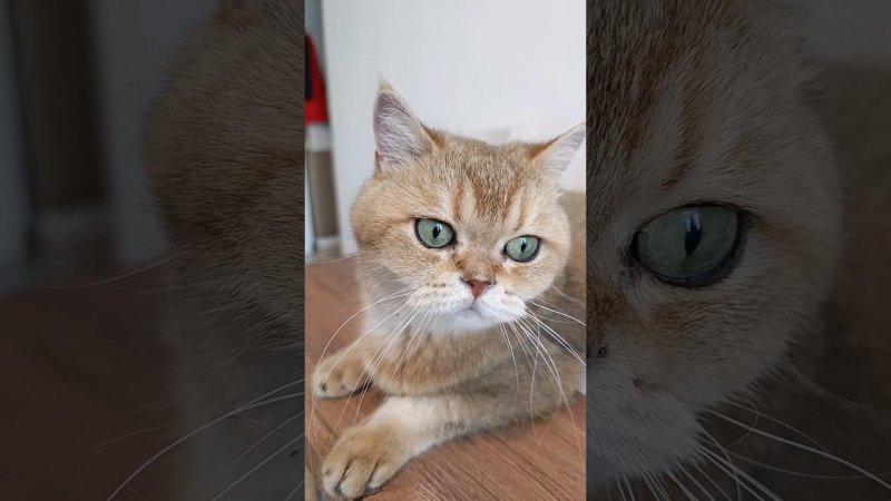 Уникальная особенность  #cat #веселыекоты #котики #кот #прикольныекоты #catlover #cutecat #коттоша