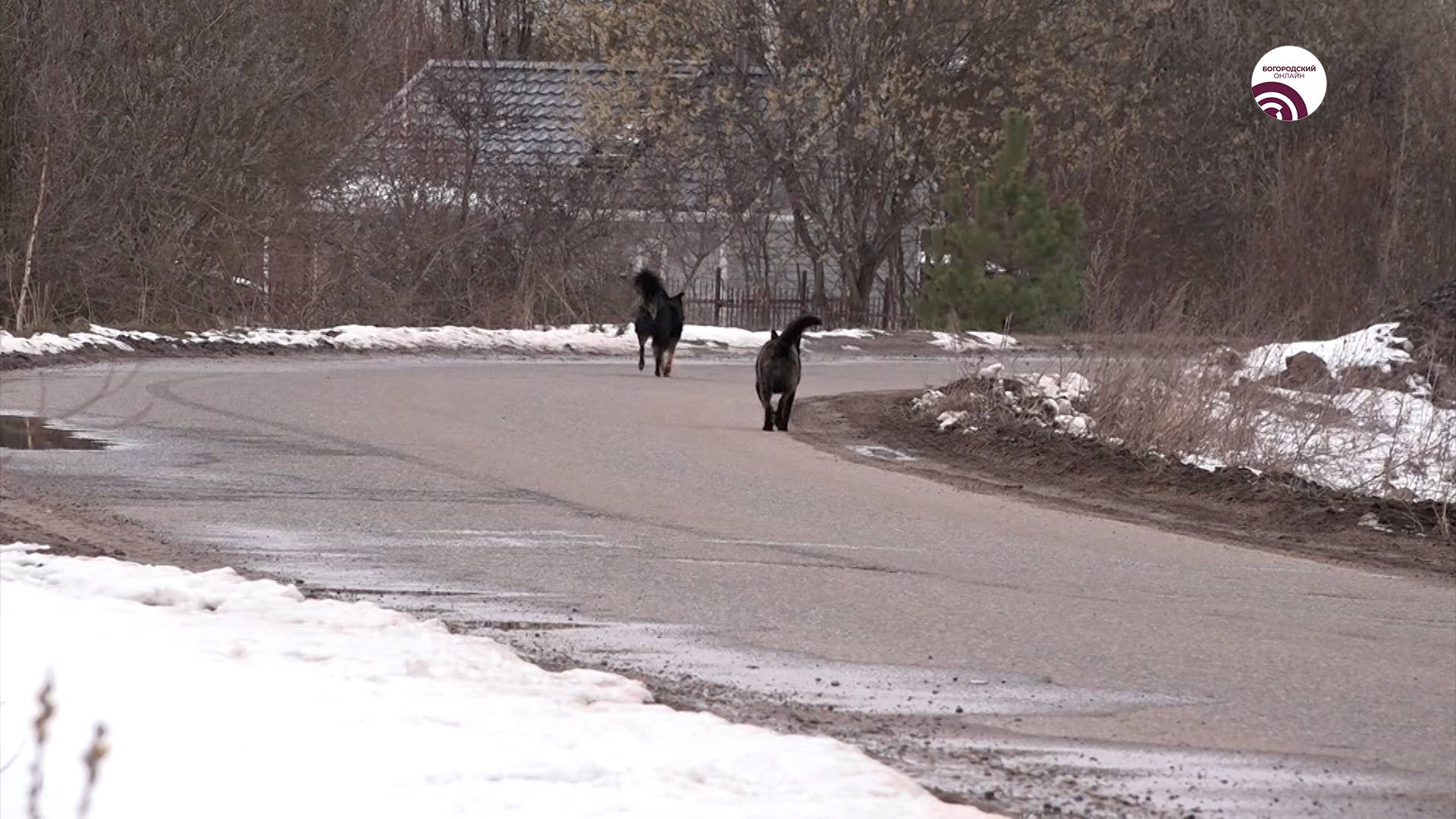 В Богородском округе борются с очагами бешенства смотреть онлайн