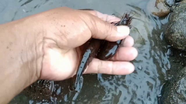 Mencari belut, udang, kepiting, ikan nila, ikan hias, kura-kura, lobster, lele di siang hari смотреть онлайн