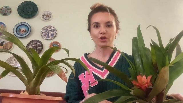 Гузмания от детки до детки. Цветение детки. Мой опыт.