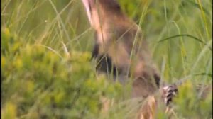 американская выпь звуки