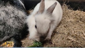 Кормим кроликов 11.04.25