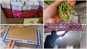 Плинтус, радиаторы и потолок в ЦК. Море Цветов в Доброцене. ПОСЫЛКА с орхидеями ДО СЛЁЗ!