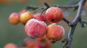 Зимостойкие декоративно-плодовые деревья для нашего климата.
Fruit trees for the garden