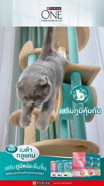 🐱ต้าวเหมียวชอบแง๊บๆ กินอาหารแมวเพียวริน่าวัน พลัสเบต้า กลูแคน แล้วภูมิแน่น! смотреть онлайн
