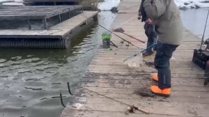 Поимки форели в Кутузово 11.04.2025