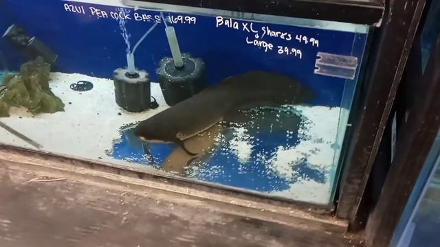 #fishtank #bigfish This is a 20year old Australian lungfish..... смотреть онлайн