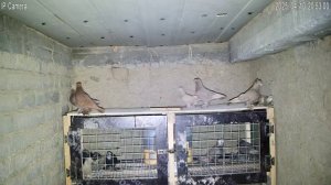 ГОЛУБИ ТАДЖИКИСТАН ИСФАРА PIGEONS OF TAJIKISTAN ISFARA 2025