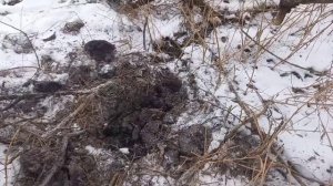 КоП металла за пределом области!!!