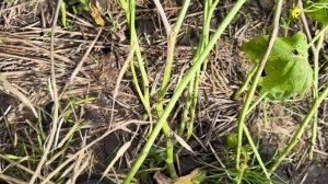 Как мы реагируем на склеротиниоз рапса.