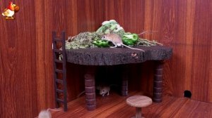 Видео для кошек про крысок развлекать питомцев 🐭🐀😂 (22)