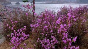 Рага «Бхаирави». Исп. пандит Jasraj и Mrs L Subramaniam #рага #раги