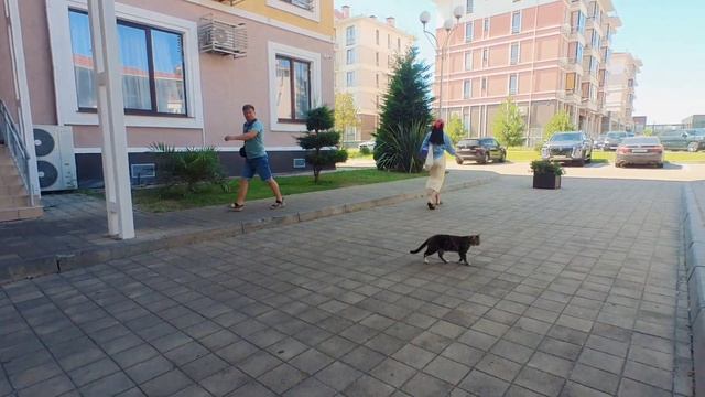 Кошка. Сама по себе смотреть онлайн