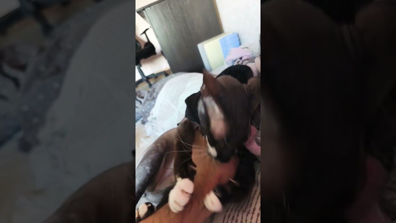 это видео наберёт миллион просмотров #просмотры #какнабратьпросмотры #миллионпросмотров #раскрутка