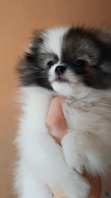 щенок померанского шпица Динном Малинда #pomeranian #померанскийшпиц #pomeranianpuppy#шпицомск смотреть онлайн