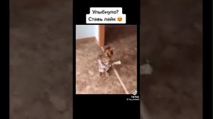 VID-20250318-WA0000.mp4