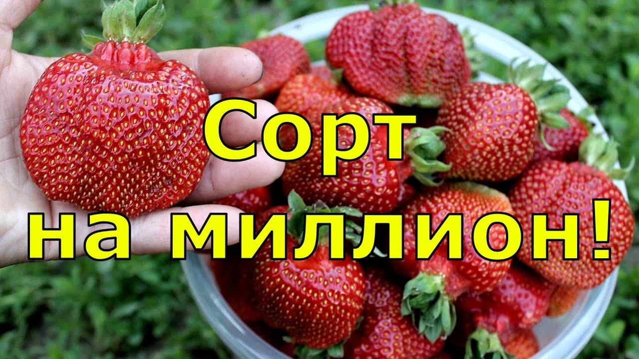 Какие сорта клубники посадить? ТОП-5 самых сладких и урожайных - проверено на практике!