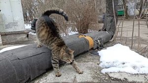 Уличные коты.