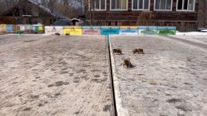 После апрельского снегопада