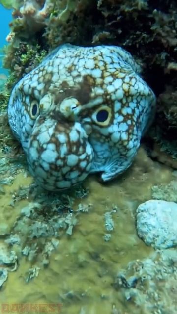 Осьминог маскируется под голову более крупного морского существа