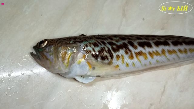 Самая опасная рыба Черного моря. Морской дракон