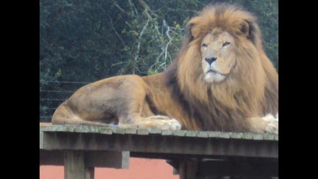 lion sounds vol 7 смотреть онлайн