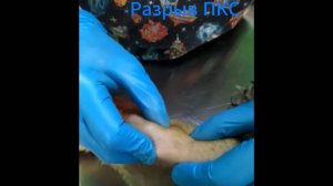 Разрыв ПКС у собак и кошек