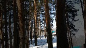 Белки в парке Гагарина г. Ишимбай