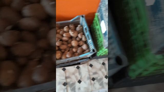 Семенная моя картошечка