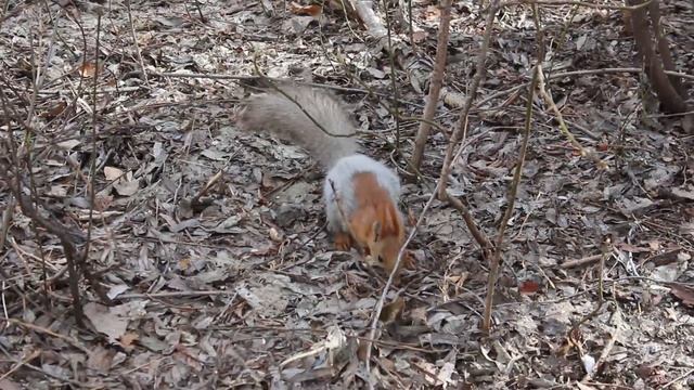 Беличьи заботы. Омский парк. Май. смотреть онлайн