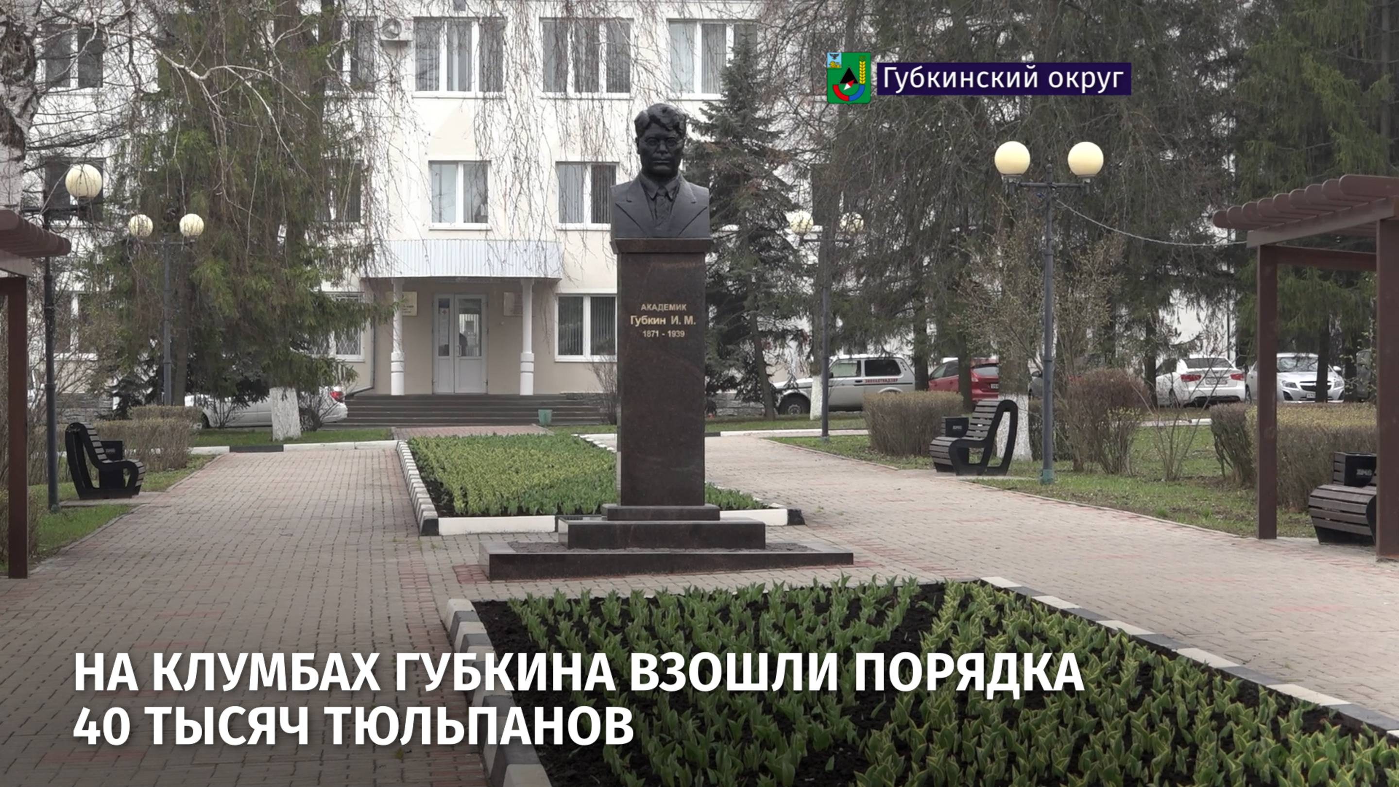 На клумбах Губкина взошли порядка 40 тысяч тюльпанов