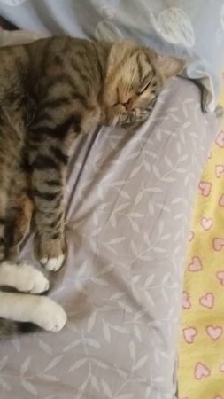 Грязный кот спит на чистой подушке