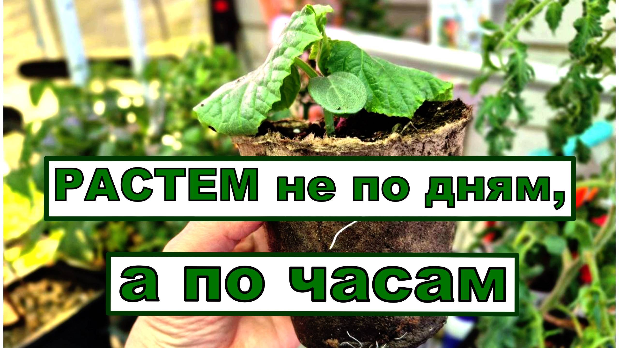 Обзор овощной рассады на 10 апреля. Растем без болезней, а вредителей победим