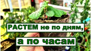 Обзор овощной рассады на 10 апреля. Растем без болезней, а вредителей победим