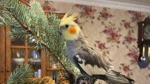 КОРЕЛЛА РИККИ