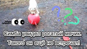 Симба увидел рогатый мячик. Такого он ещё не встречал!