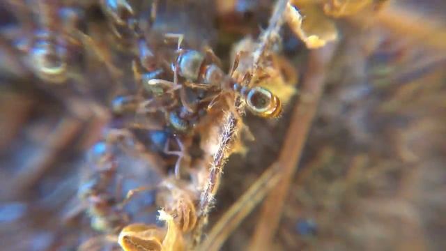 Swarming Pavement ants (Tetramorium sp.) extreme closeup смотреть онлайн