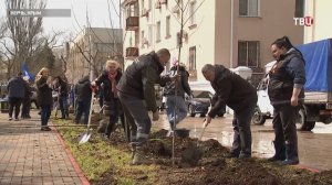 Саженец тополя Победы посадили в Керчи / События на ТВЦ