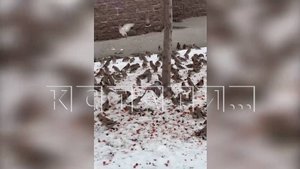 Жители пытались спасти пьяных свиристелей, но часть из них погибла от пьянства