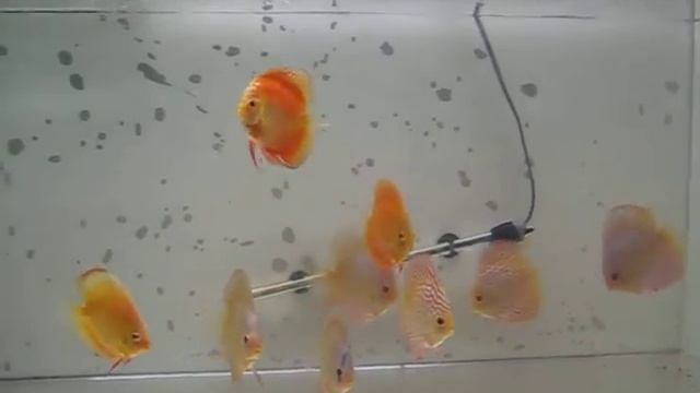 Albino and Scorpion discus смотреть онлайн